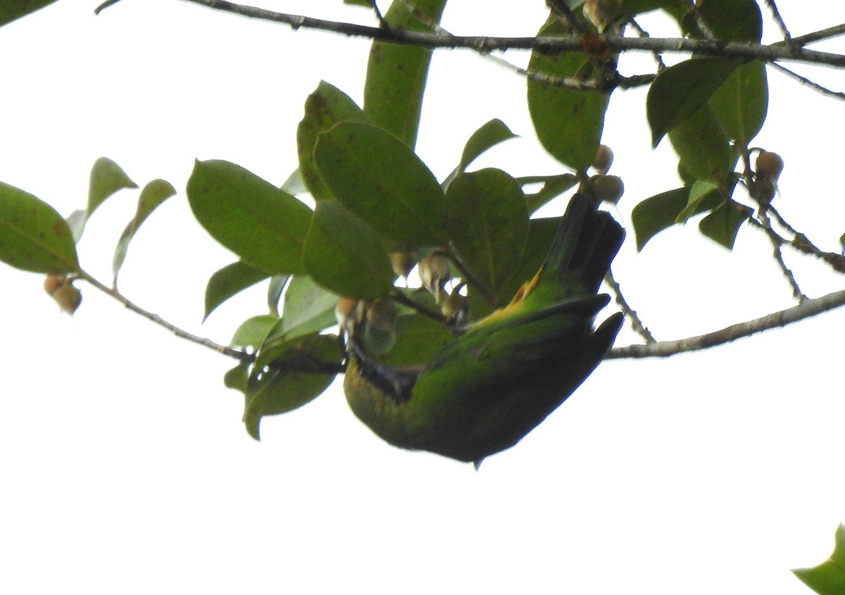 Orange-bellied Leafbird - ML620922478