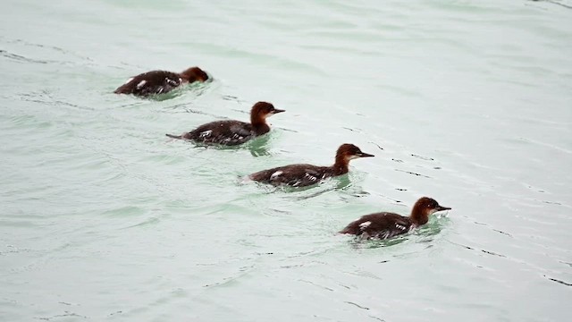 Common Merganser - ML620922481