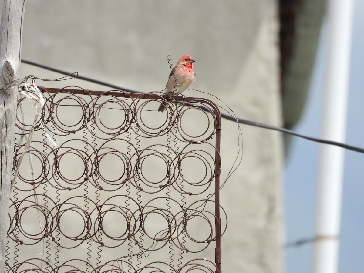 Common Rosefinch - ML620922484