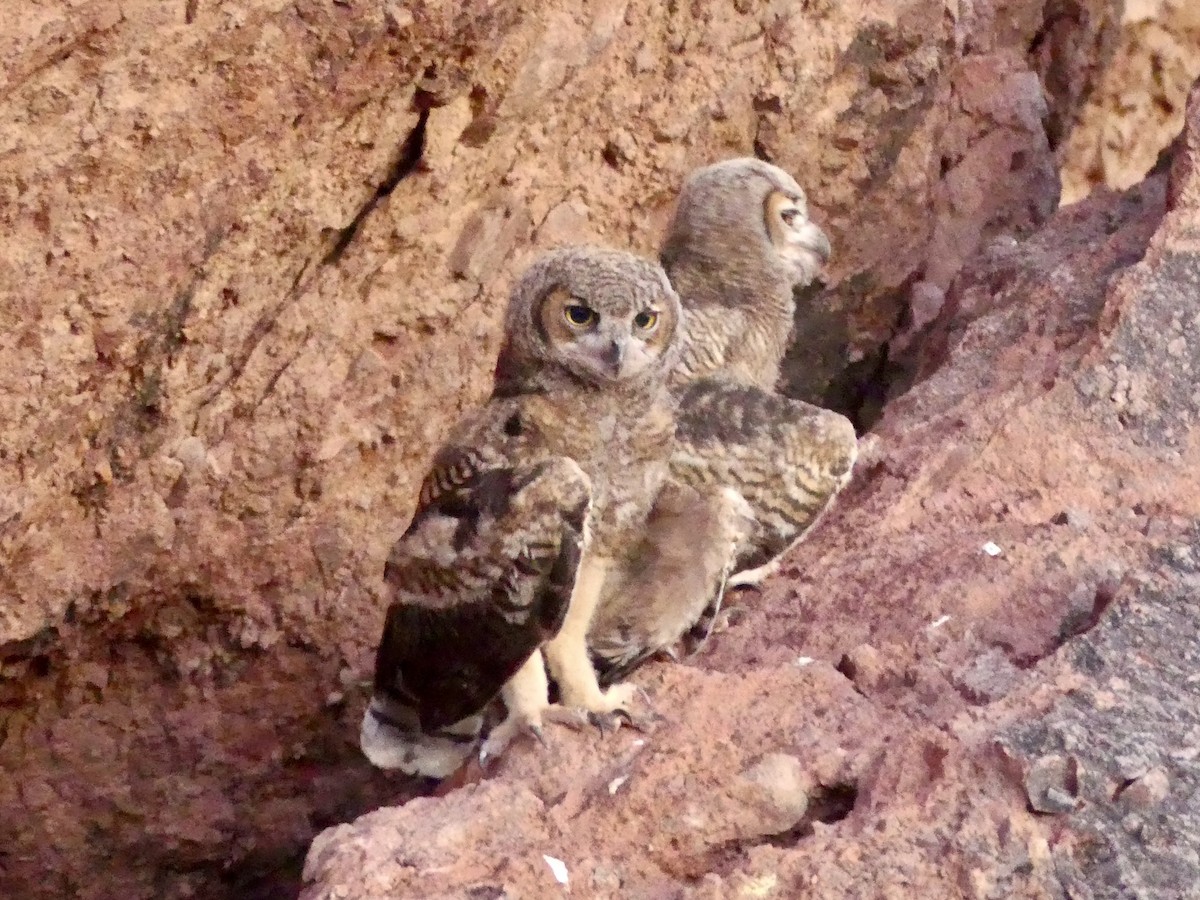 Great Horned Owl - ML620922487