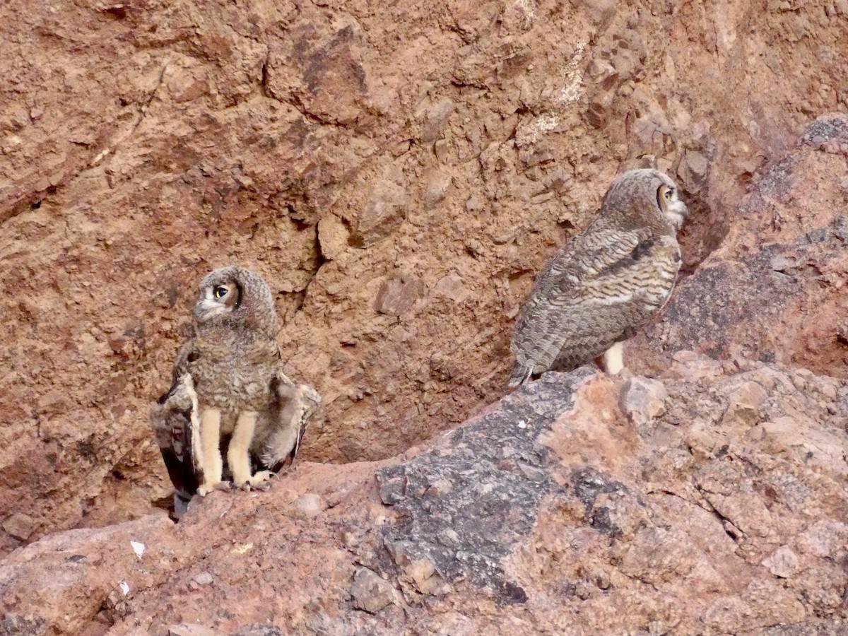Great Horned Owl - ML620922488