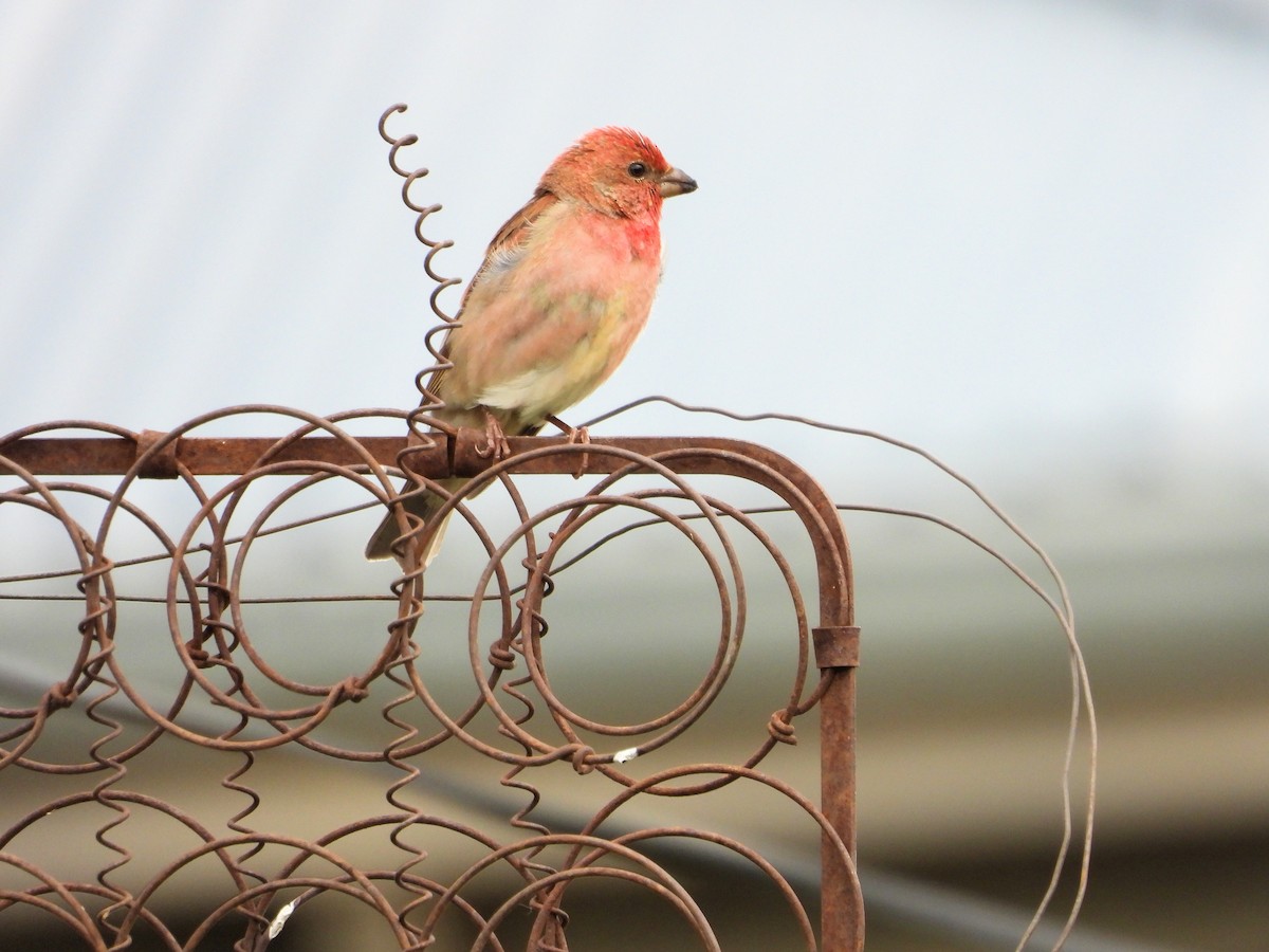 Common Rosefinch - ML620922489