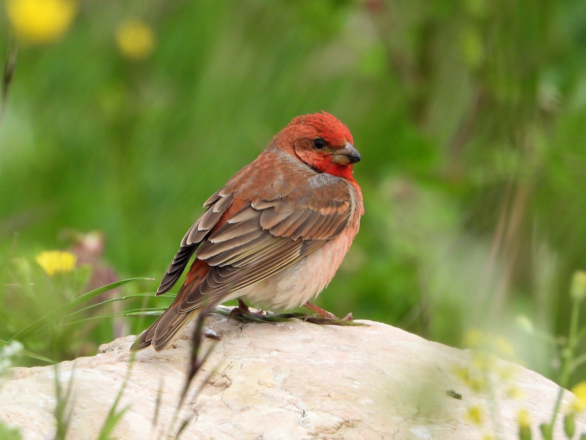 Common Rosefinch - ML620922510