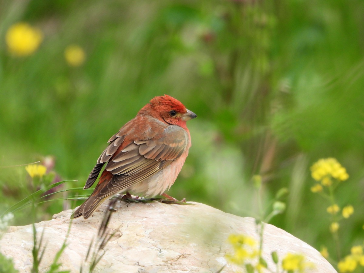 Common Rosefinch - ML620922511