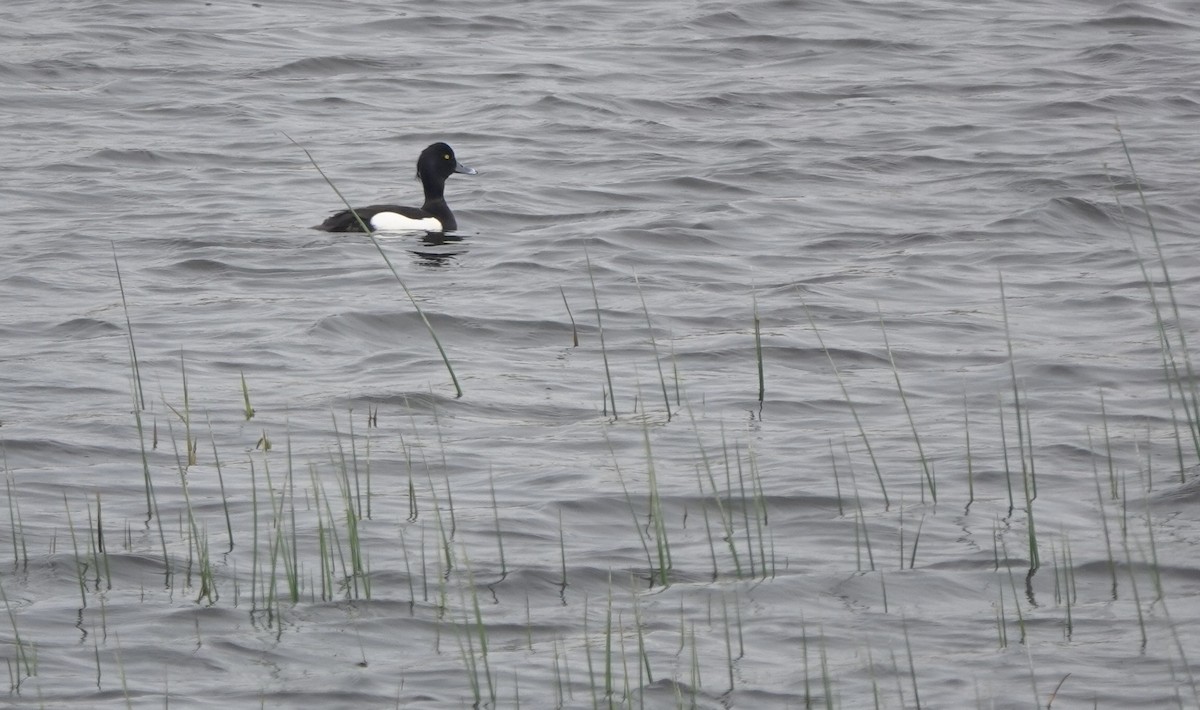 Tufted Duck - ML620922525