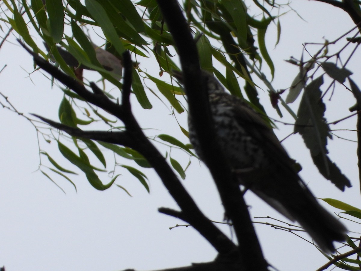 Mistle Thrush - ML620922538