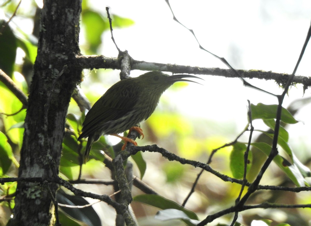 Streaked Spiderhunter - ML620922542