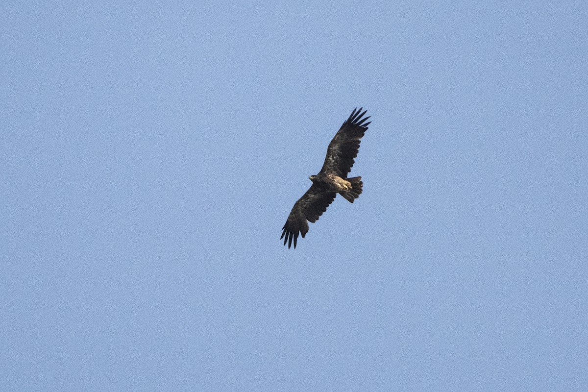 Tawny Eagle - ML620922544