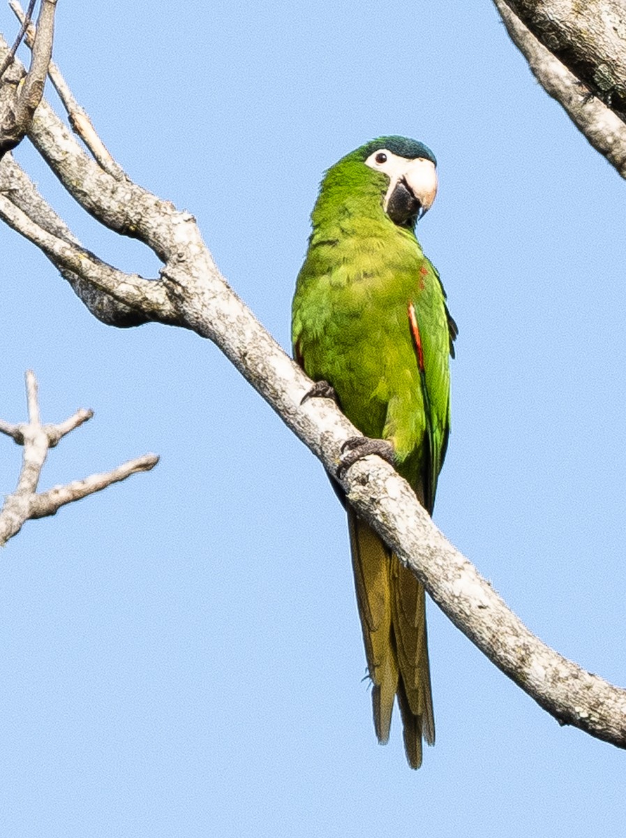 Red-shouldered Macaw - ML620922547