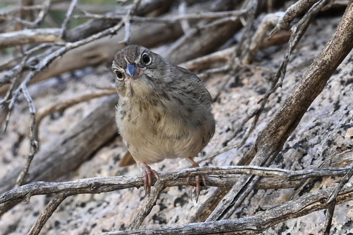Rufous-crowned Sparrow - ML620922549