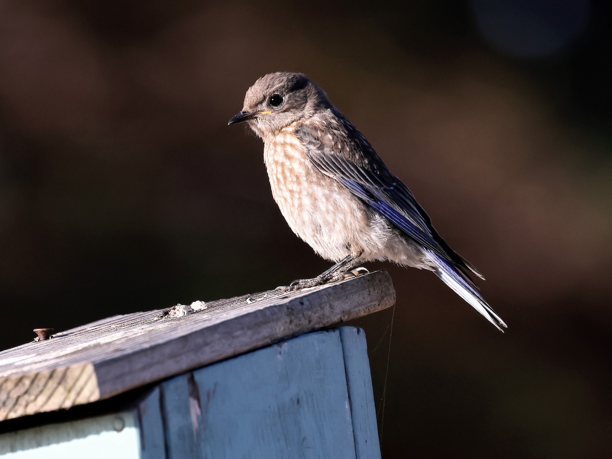 Western Bluebird - ML620922551