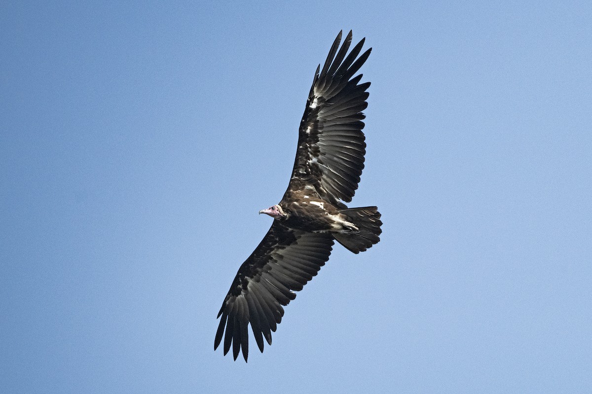 Hooded Vulture - ML620922552