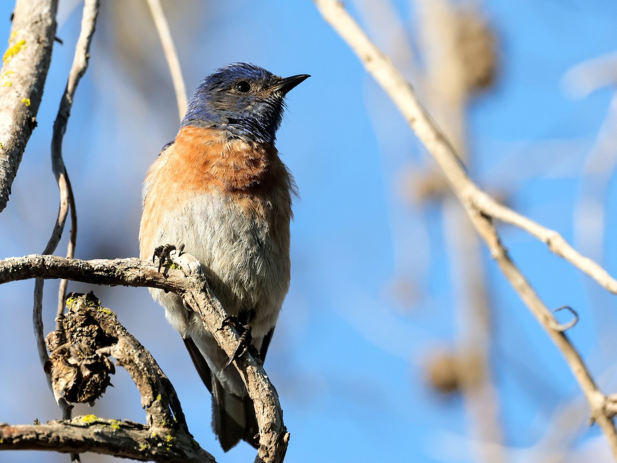 Western Bluebird - ML620922555