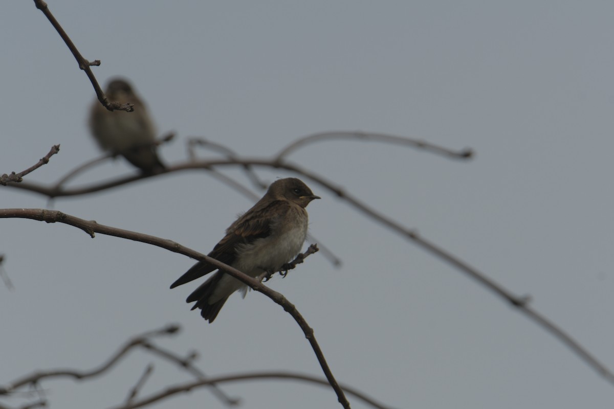 Northern Rough-winged Swallow - ML620922556