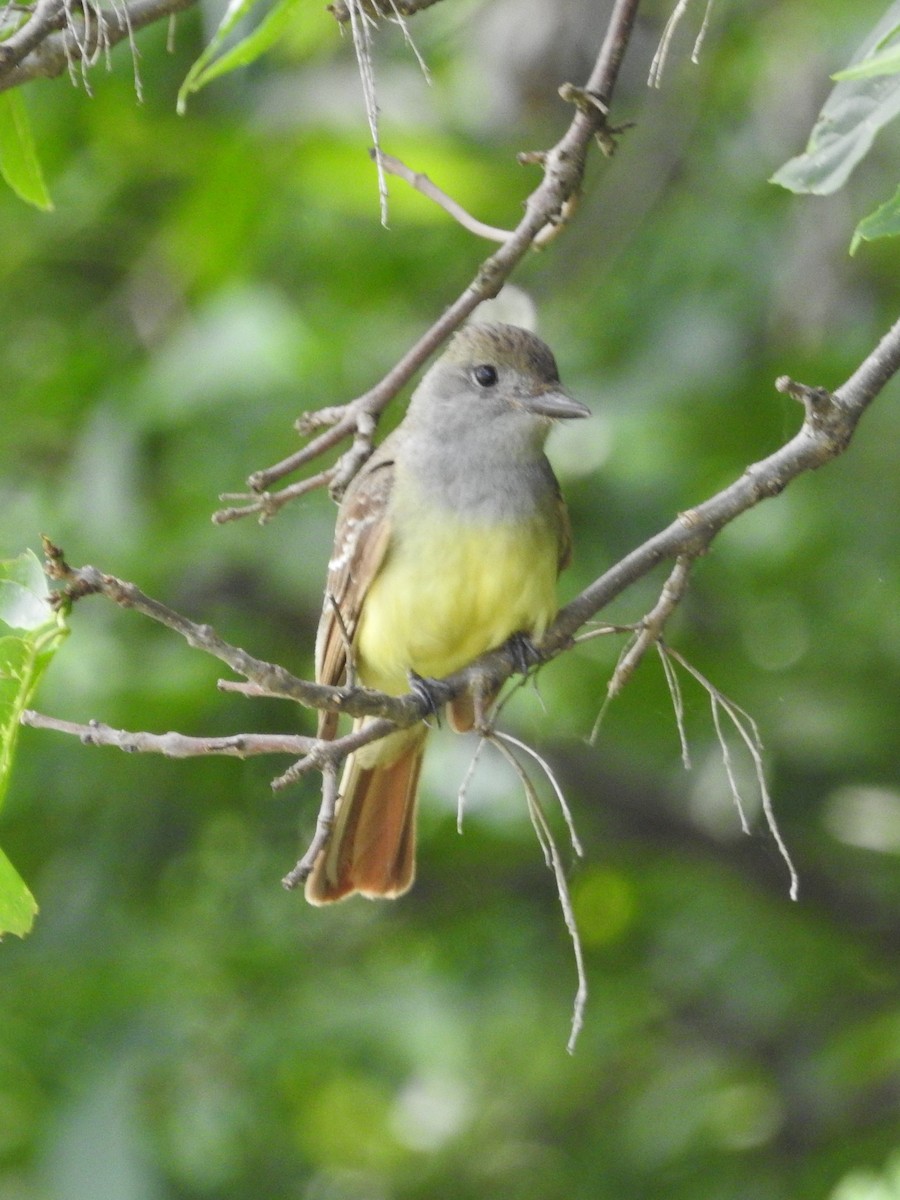 Great Crested Flycatcher - ML620922557