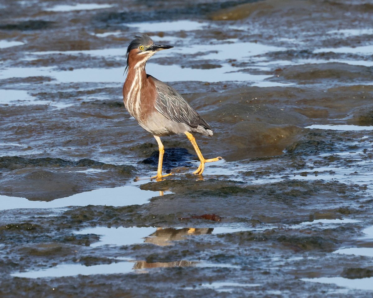 Green Heron - ML620922559