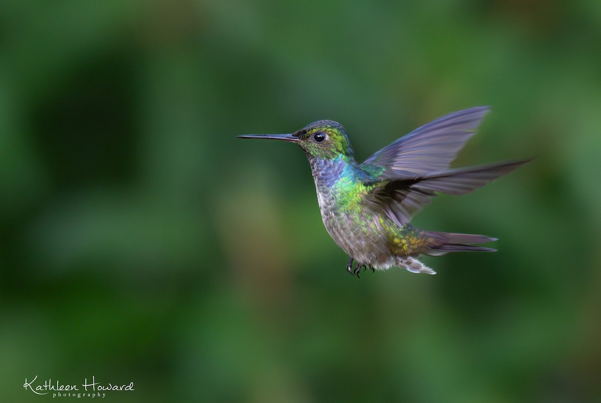 Blue-chested Hummingbird - Kathleen Howard