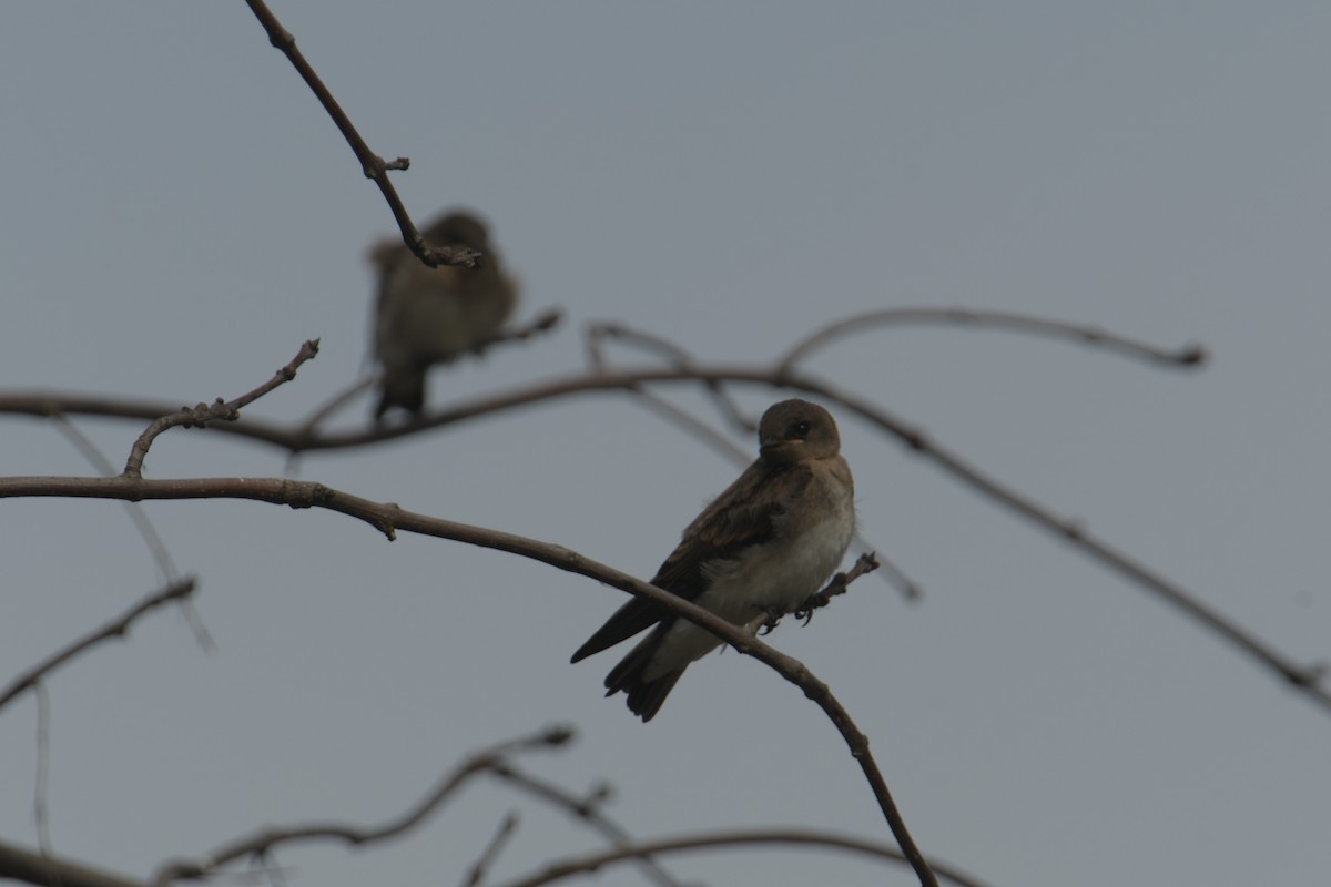 Northern Rough-winged Swallow - ML620922562