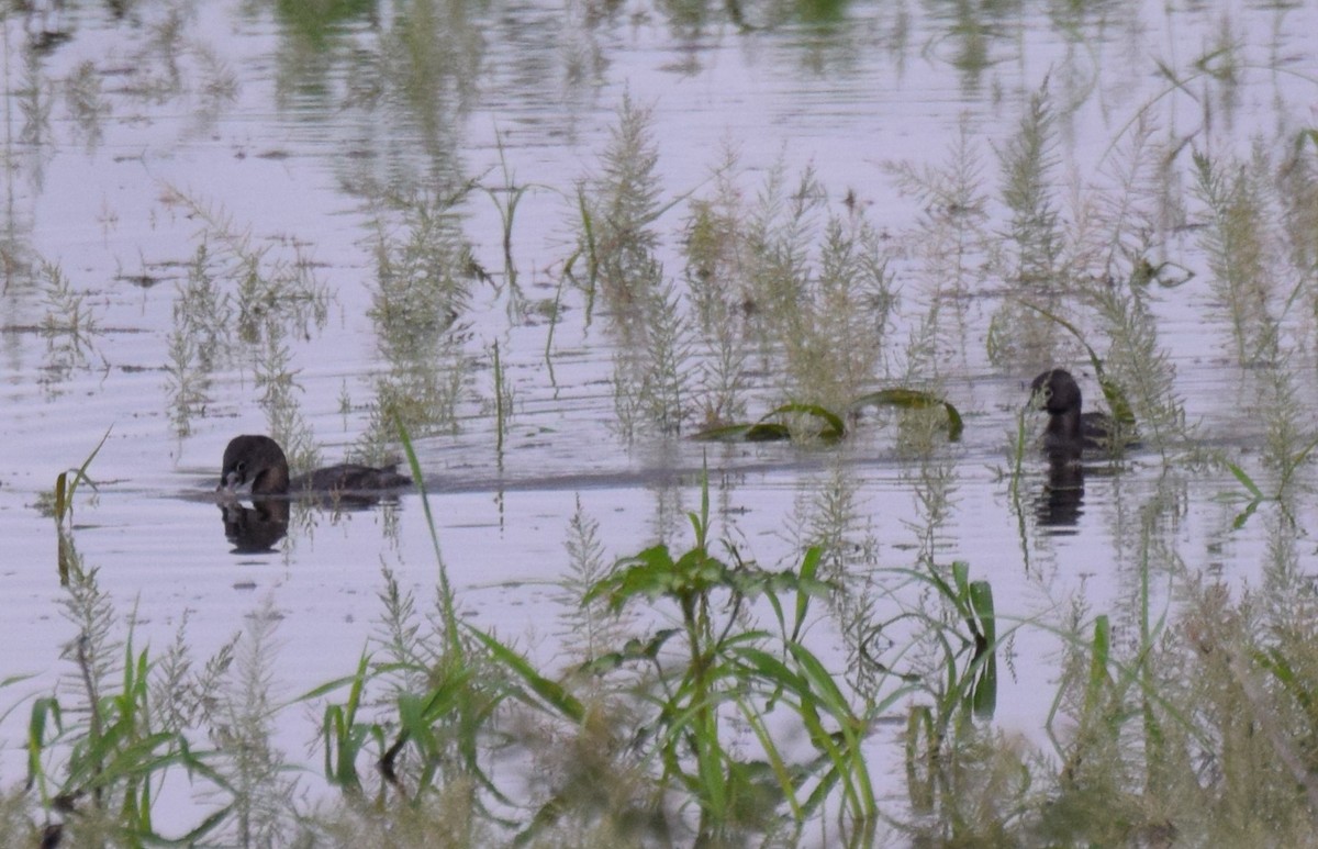 Pied-billed Grebe - ML620922564