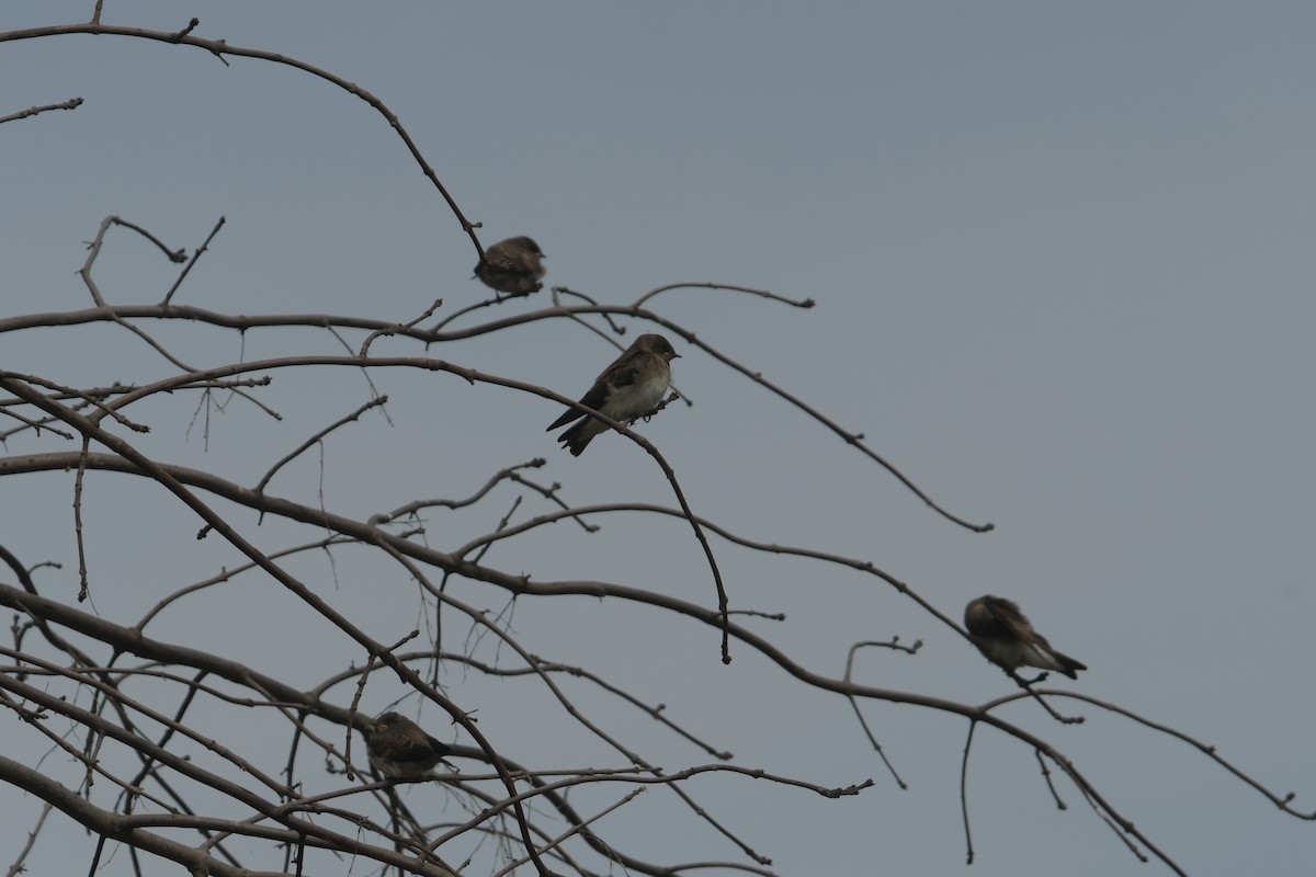 Northern Rough-winged Swallow - ML620922565