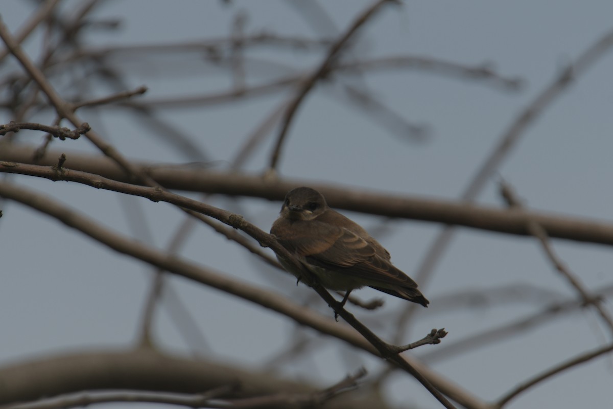 Golondrina Aserrada - ML620922575