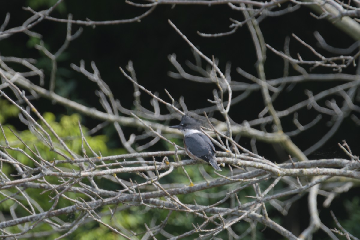 Belted Kingfisher - ML620922584