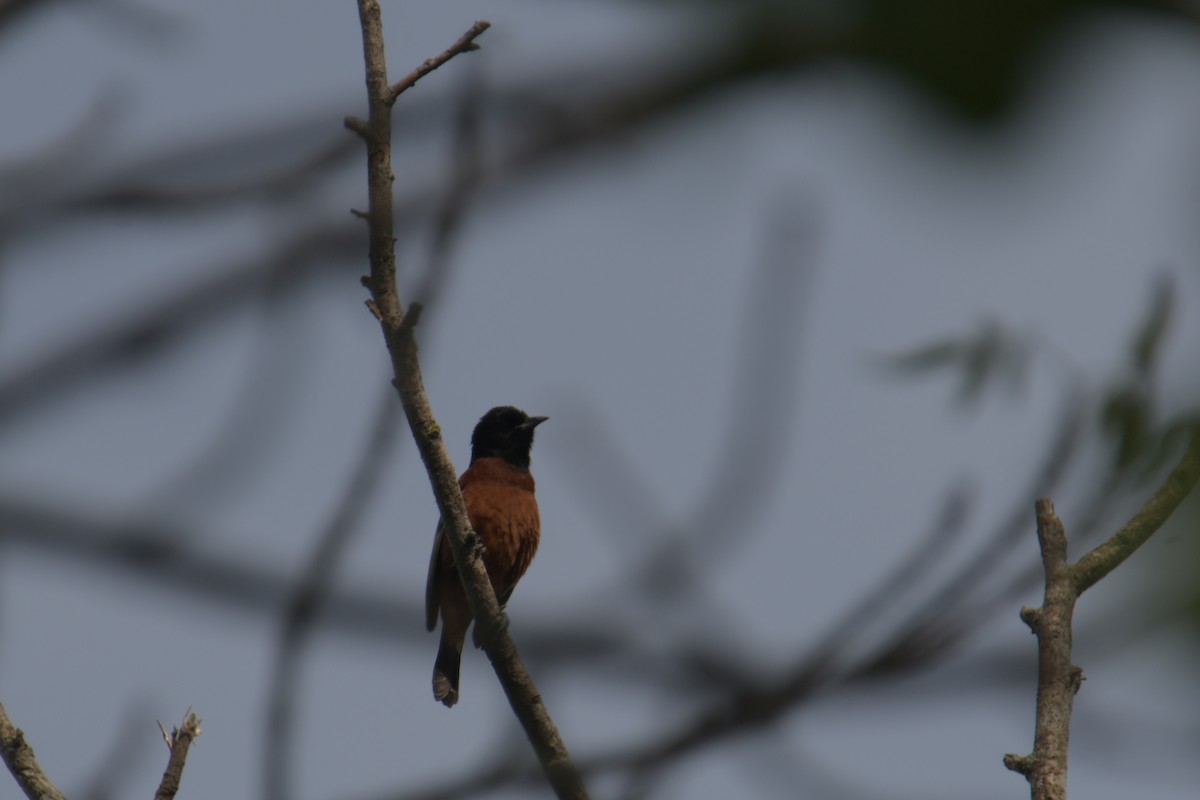 Orchard Oriole - ML620922595
