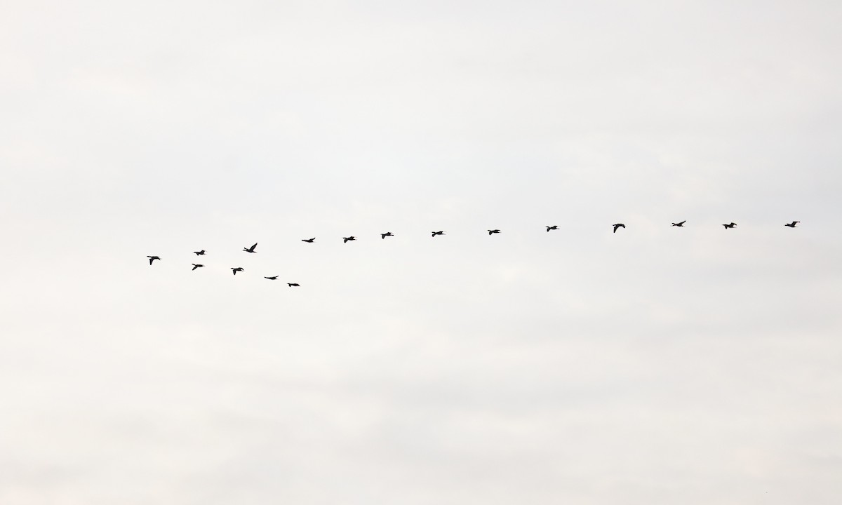 Double-crested Cormorant - ML620922596