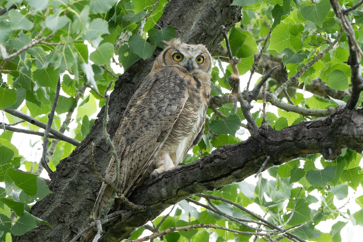 Great Horned Owl - ML620922600