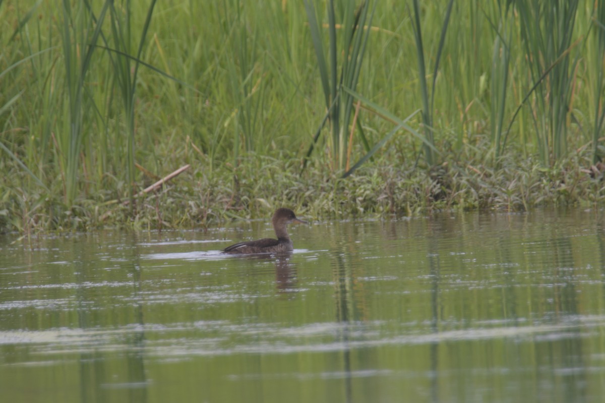 Hooded Merganser - ML620922605