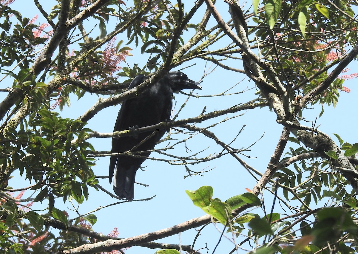 Large-billed Crow - ML620922608