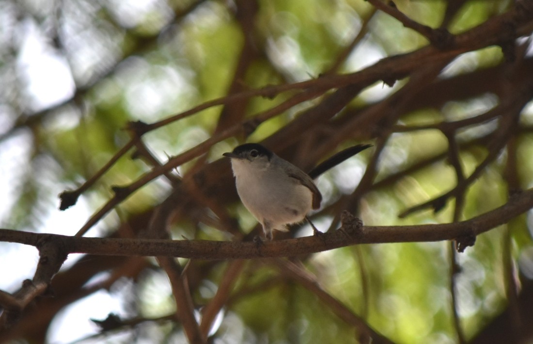 Black-tailed Gnatcatcher - ML620922614