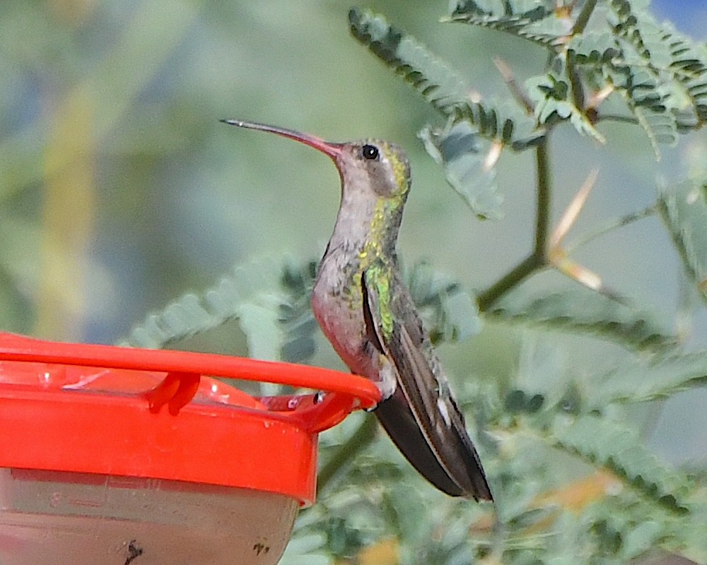 Broad-billed Hummingbird - ML620922615