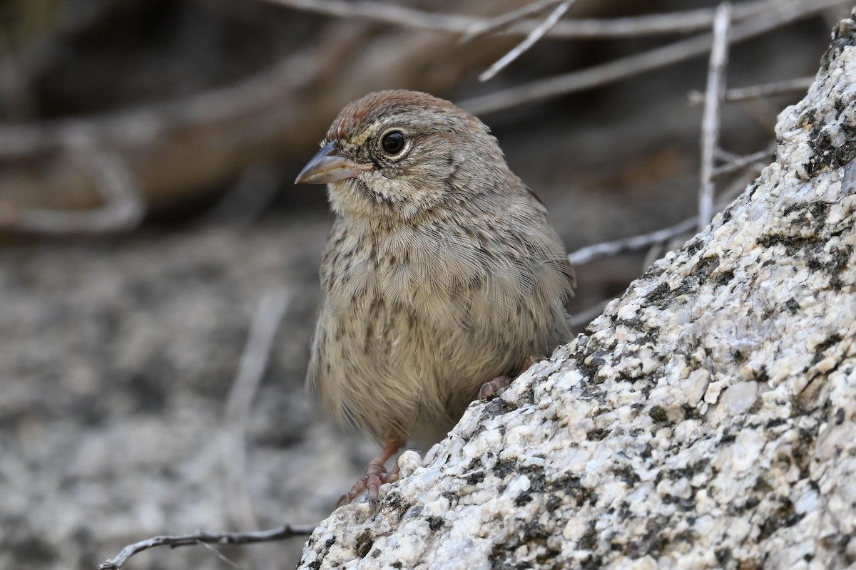 Rufous-crowned Sparrow - ML620922616