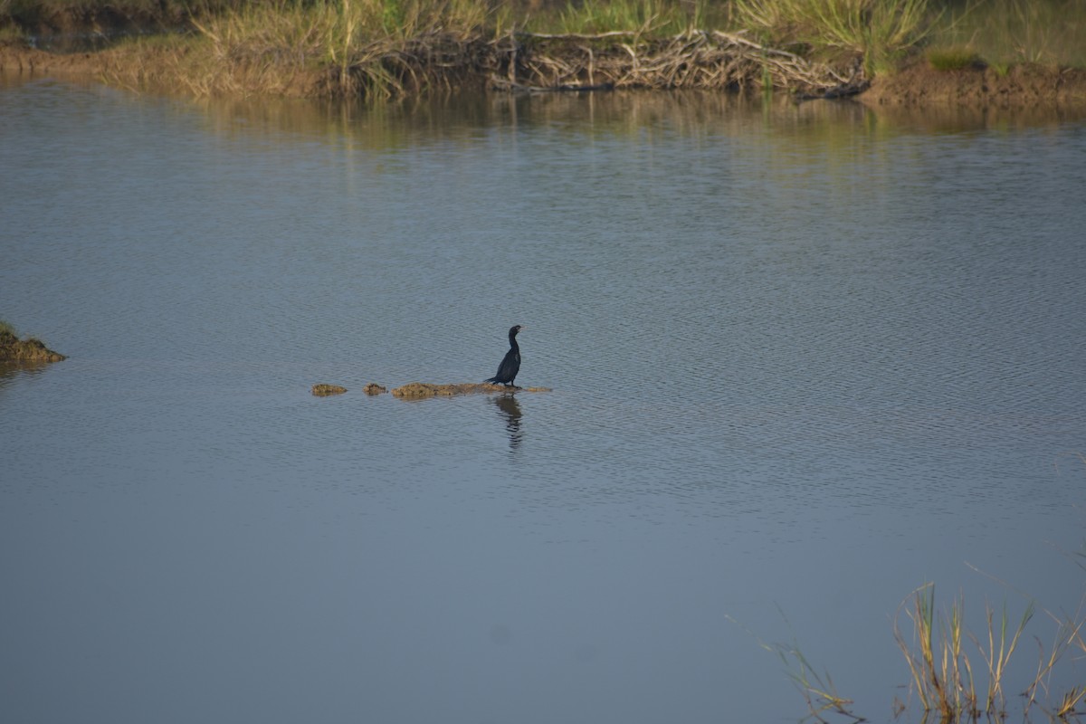 Little Cormorant - ML620922647