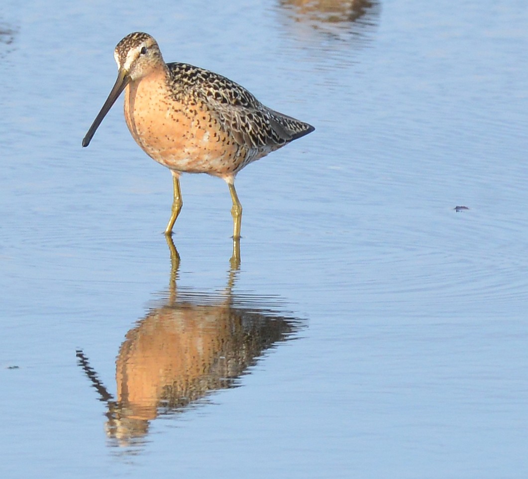 Short-billed Dowitcher - ML620922664