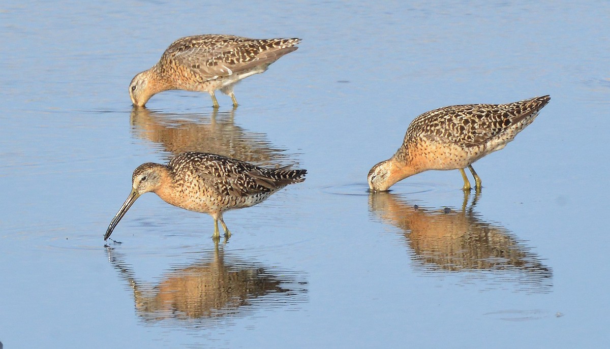 Short-billed Dowitcher - ML620922671