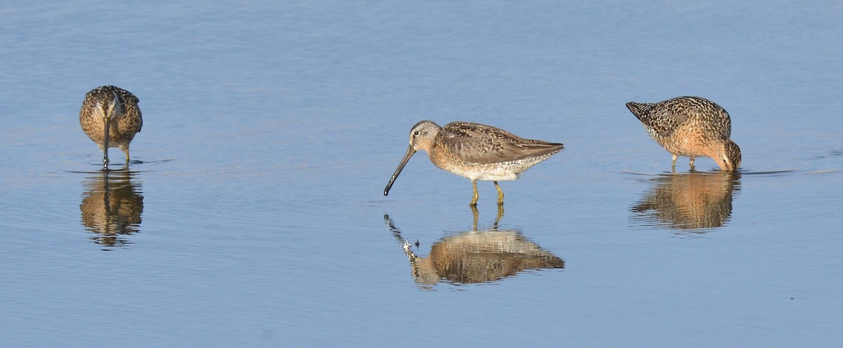 Short-billed Dowitcher - ML620922675