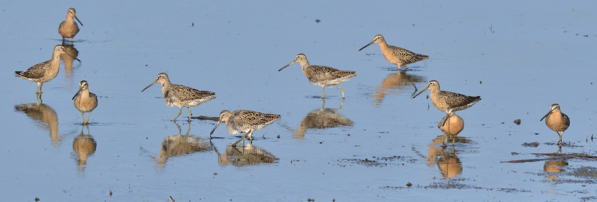 Short-billed Dowitcher - ML620922679