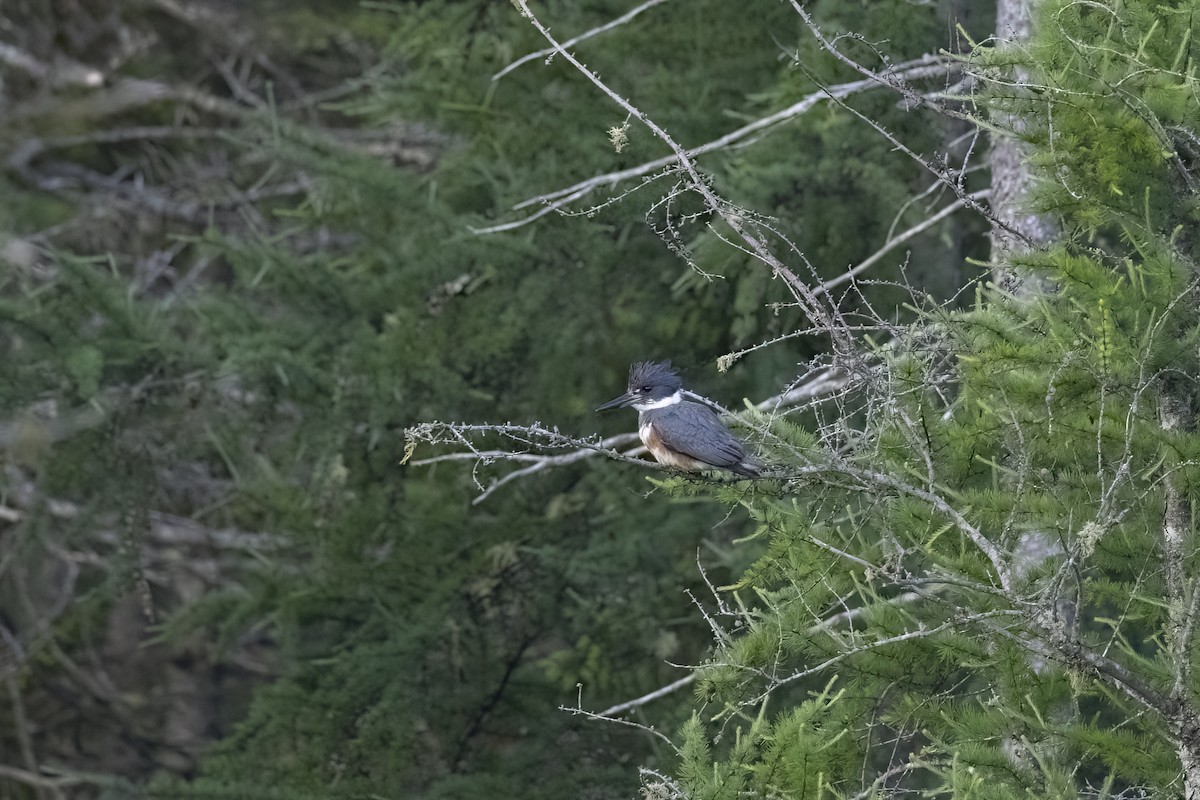 Belted Kingfisher - ML620922684