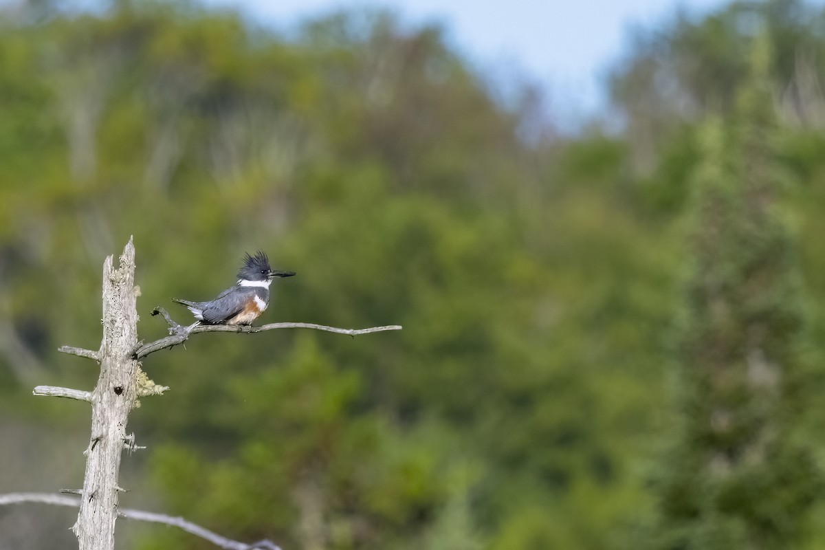 Belted Kingfisher - ML620922685