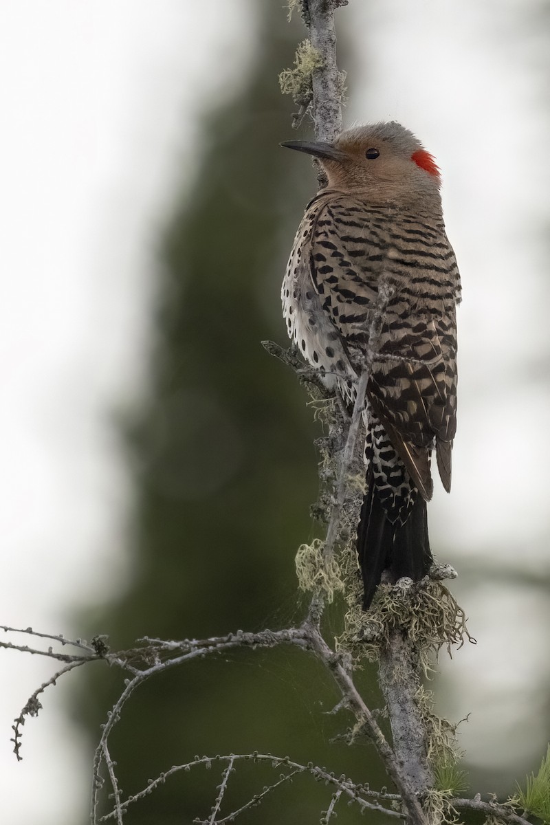 Northern Flicker - ML620922687