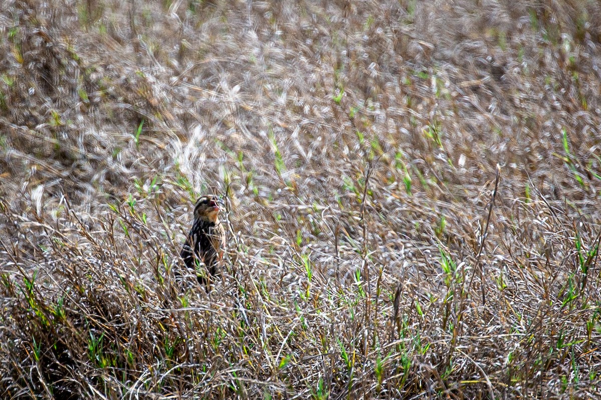 Red-breasted Meadowlark - ML620922717