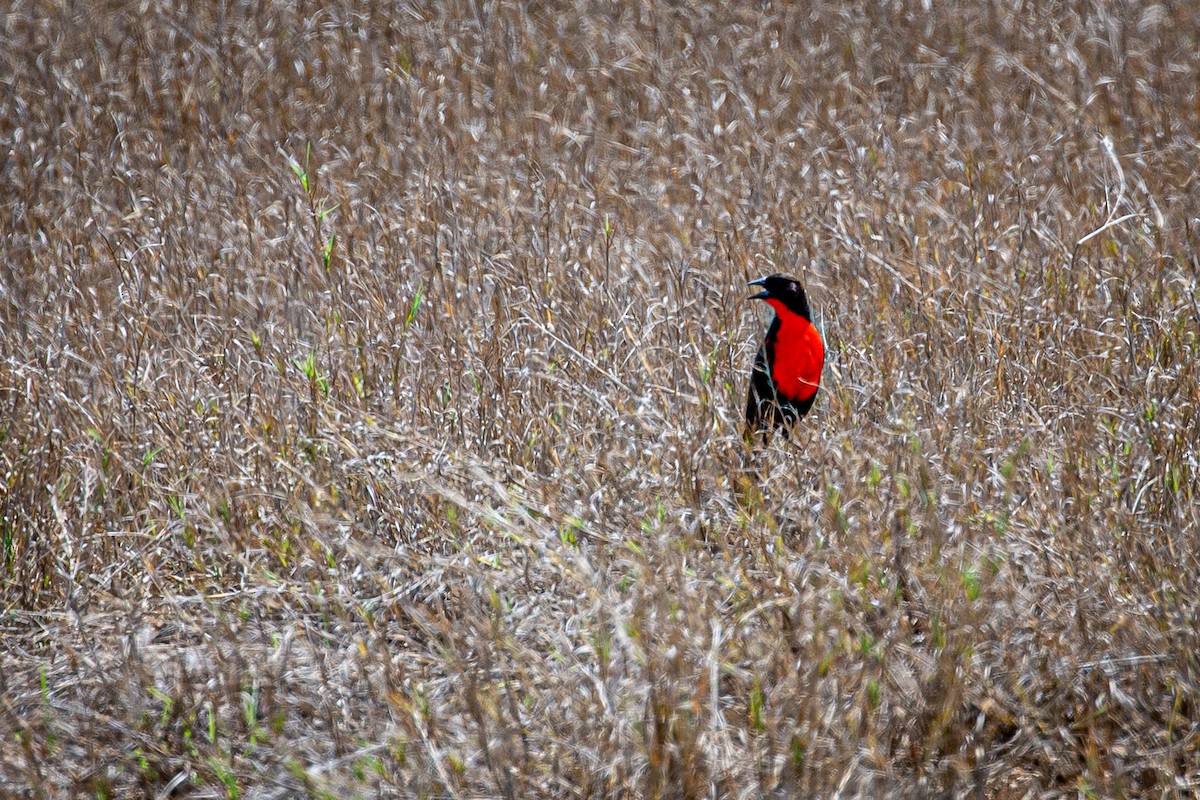 Red-breasted Meadowlark - ML620922718