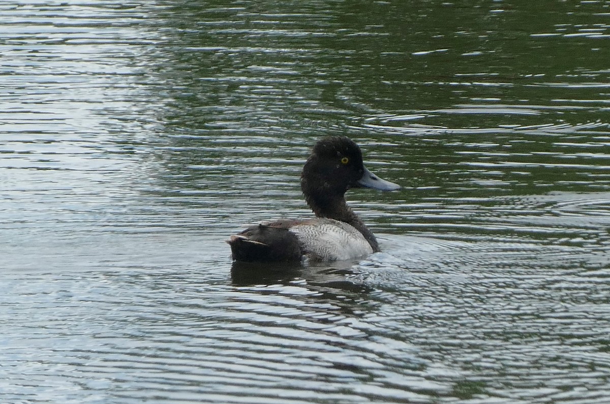 Lesser Scaup - ML620922721