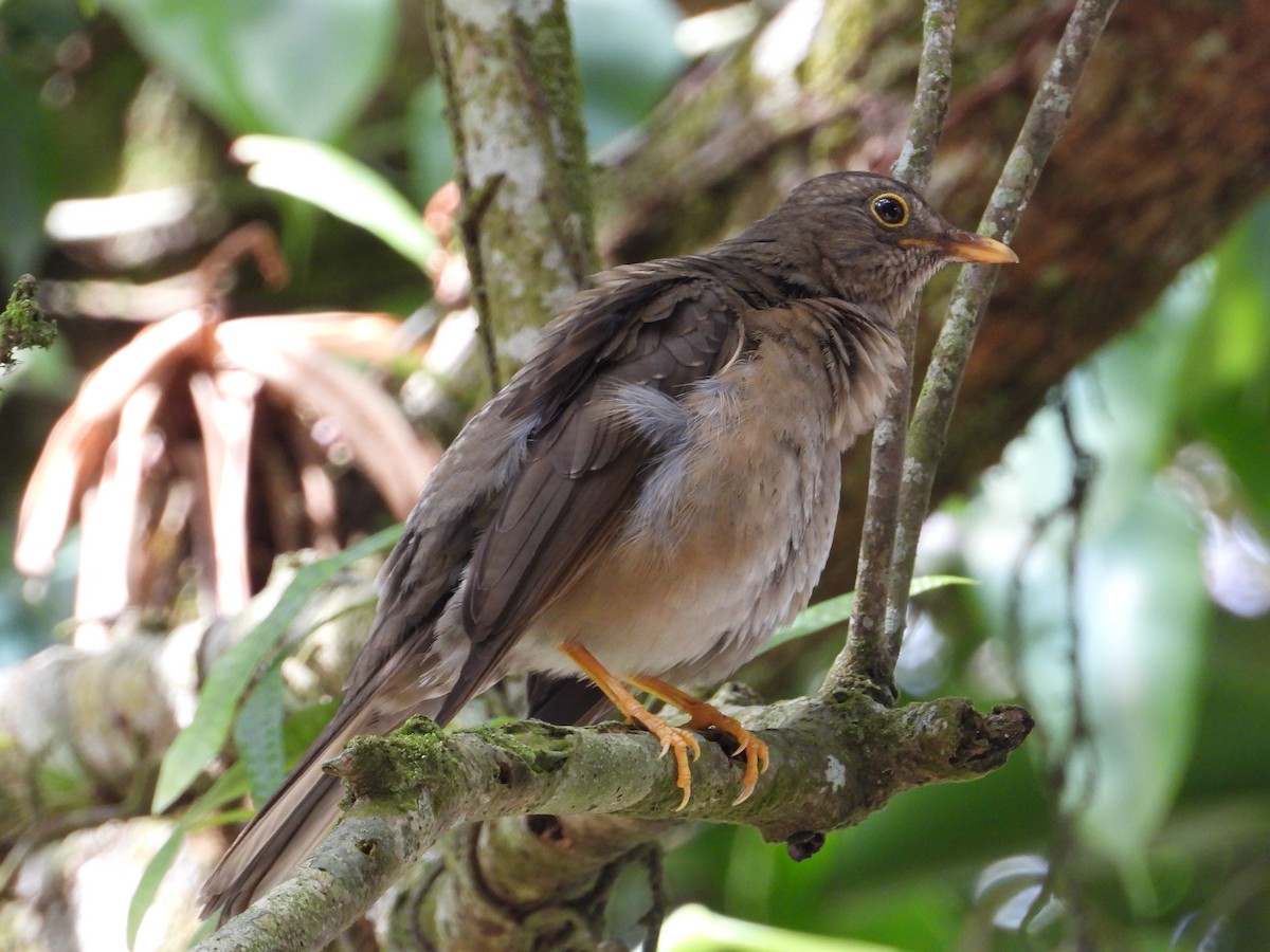 Spectacled Thrush - ML620922725