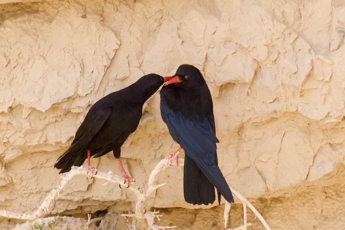 Red-billed Chough - ML620922727