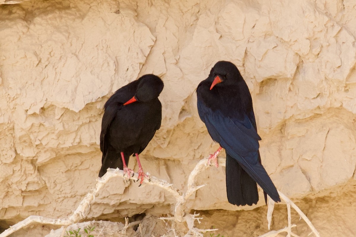 Red-billed Chough - ML620922728