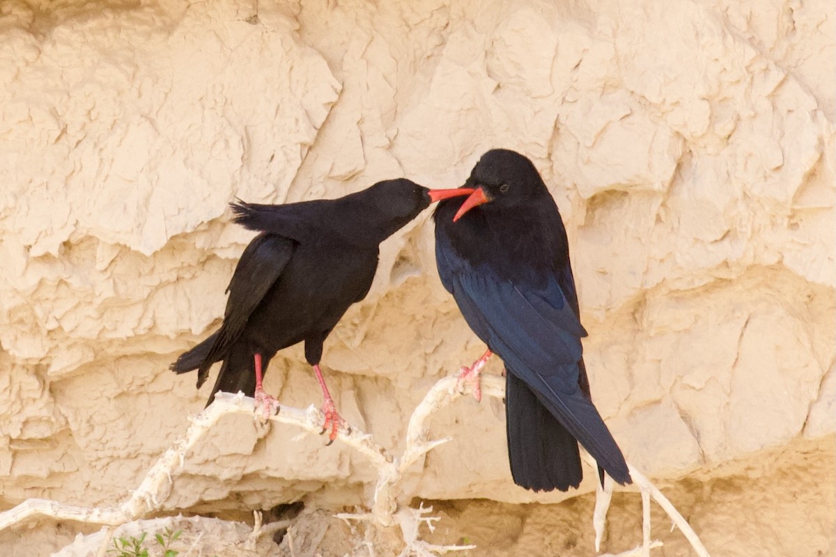 Red-billed Chough - ML620922729