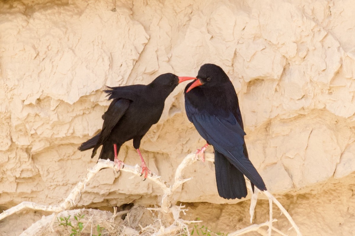 Red-billed Chough - ML620922730